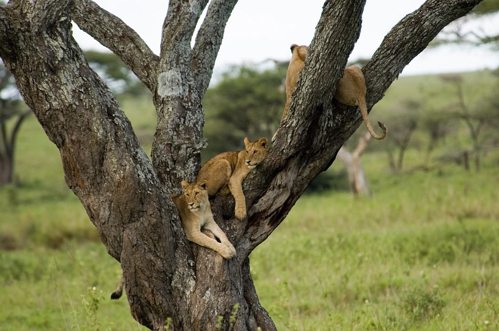 Serengeti treelionr00.jpg - Lion (Panthera leo), Tanzania March 2006
